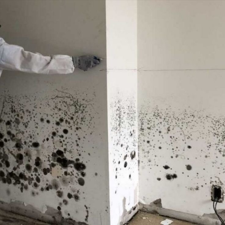 Pelapis dinding agar tidak ngompol